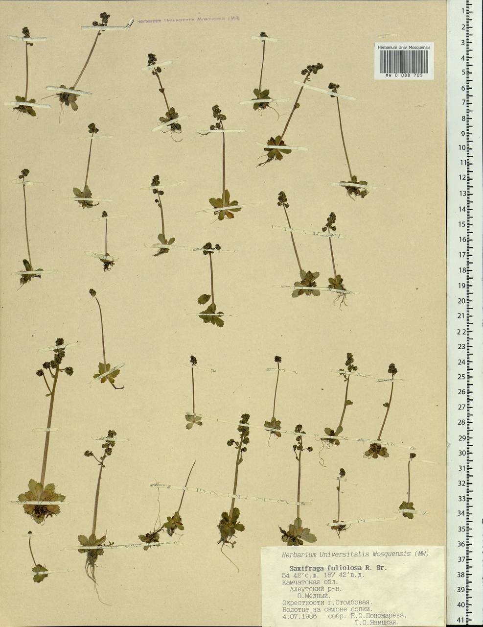 Micranthes foliolosa (R. Br.) Gornall, Siberia, Chukotka & Kamchatka (S7) (Russia)