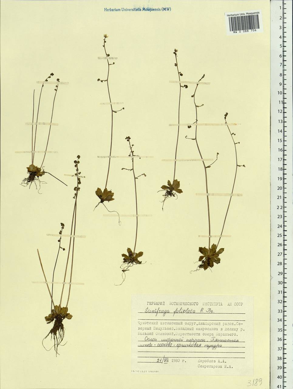 Micranthes foliolosa (R. Br.) Gornall, Siberia, Chukotka & Kamchatka (S7) (Russia)