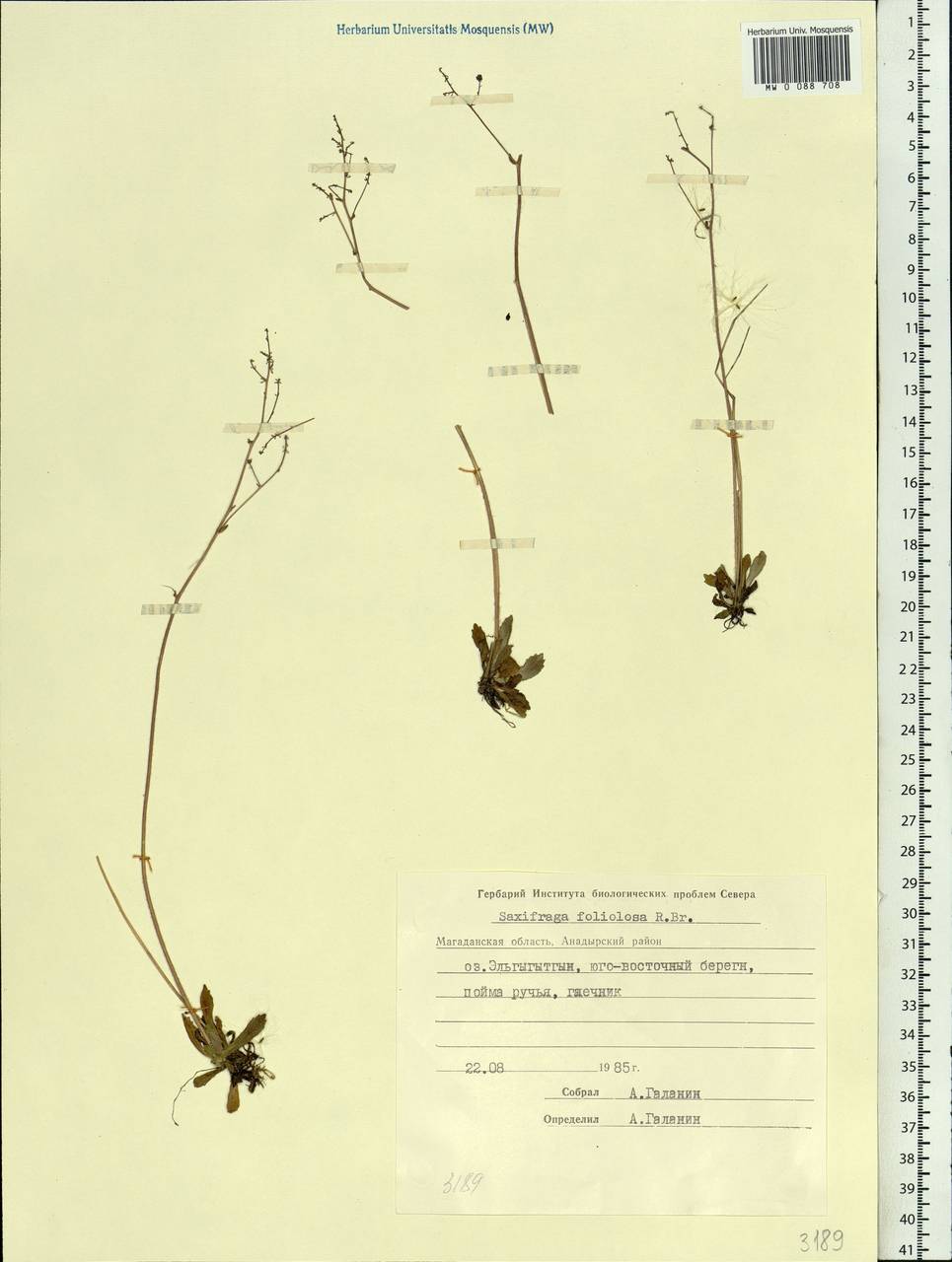 Micranthes foliolosa (R. Br.) Gornall, Siberia, Chukotka & Kamchatka (S7) (Russia)