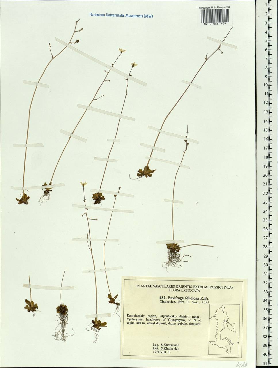 Micranthes foliolosa (R. Br.) Gornall, Siberia, Chukotka & Kamchatka (S7) (Russia)