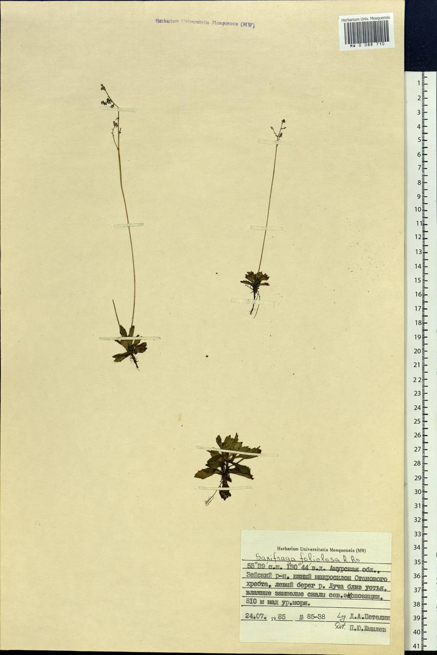 Micranthes foliolosa (R. Br.) Gornall, Siberia, Russian Far East (S6) (Russia)