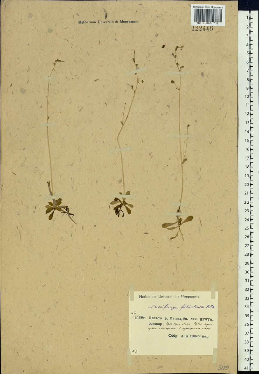 Micranthes foliolosa (R. Br.) Gornall, Siberia, Yakutia (S5) (Russia)