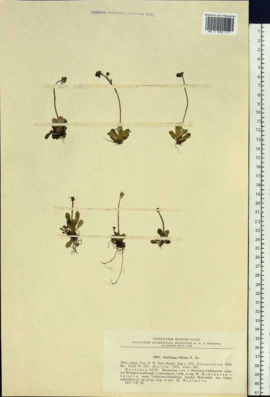 Micranthes foliolosa (R. Br.) Gornall, Siberia, Yakutia (S5) (Russia)
