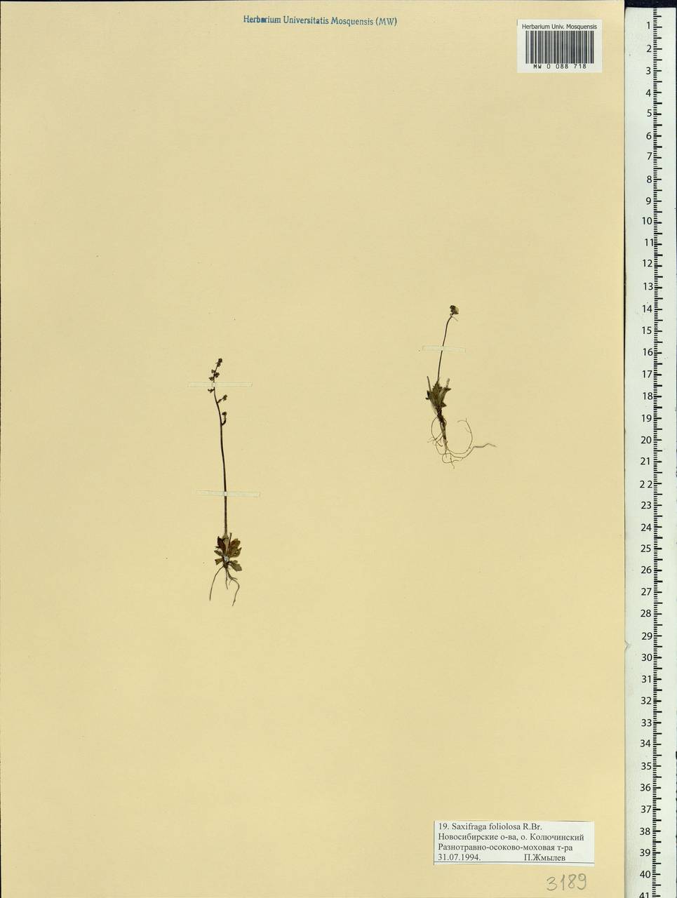 Micranthes foliolosa (R. Br.) Gornall, Siberia, Yakutia (S5) (Russia)