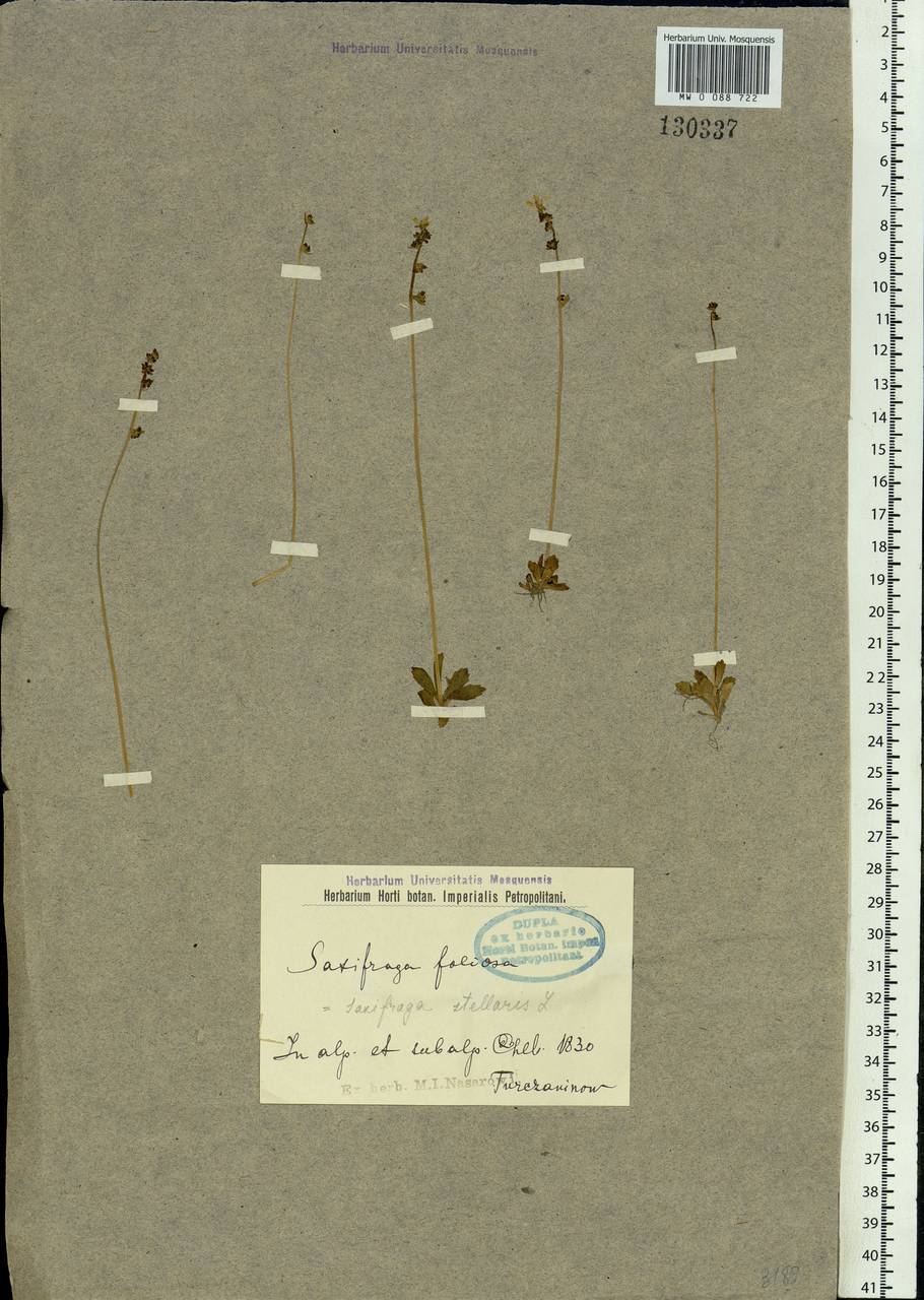 Micranthes foliolosa (R. Br.) Gornall, Siberia, Baikal & Transbaikal region (S4) (Russia)