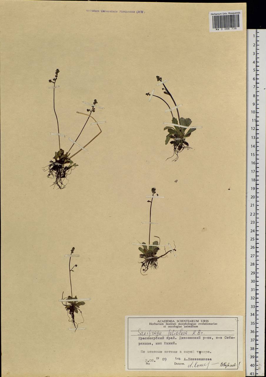 Micranthes foliolosa (R. Br.) Gornall, Siberia, Central Siberia (S3) (Russia)