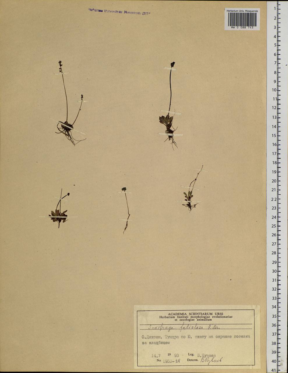 Micranthes foliolosa (R.Br.) Gornall, Siberia, Central Siberia (S3) (Russia)