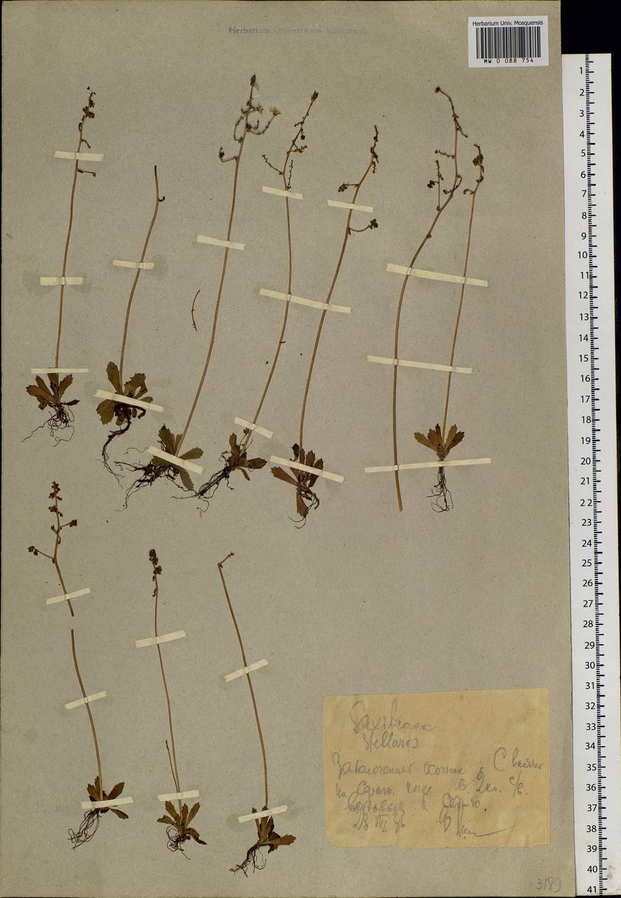 Micranthes foliolosa (R. Br.) Gornall, Siberia, Western Siberia (S1) (Russia)