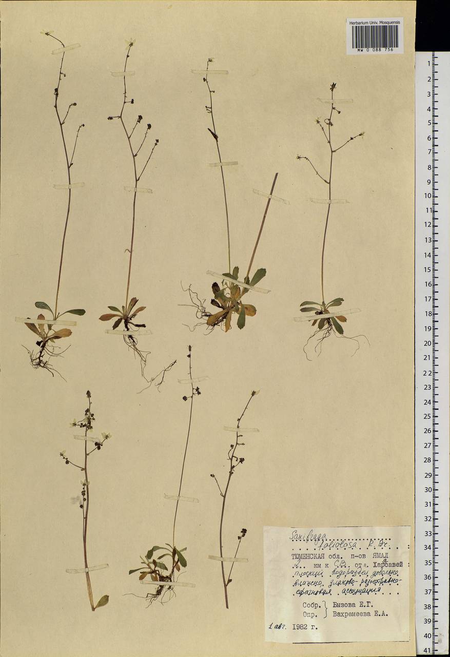 Micranthes foliolosa (R. Br.) Gornall, Siberia, Western Siberia (S1) (Russia)