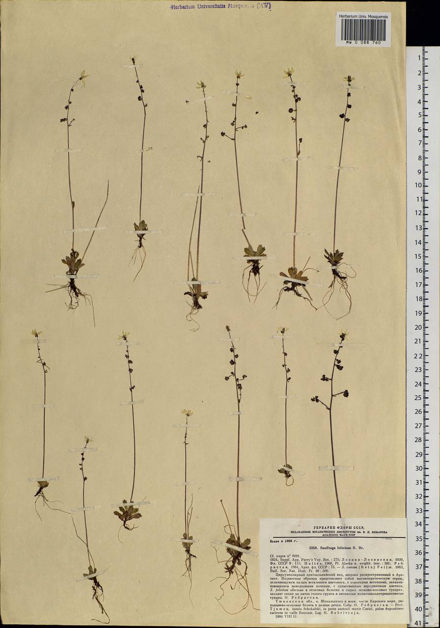 Micranthes foliolosa (R. Br.) Gornall, Siberia, Western Siberia (S1) (Russia)