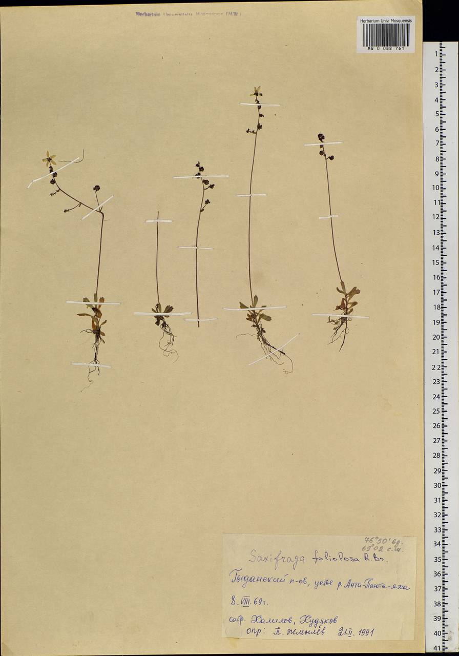 Micranthes foliolosa (R. Br.) Gornall, Siberia, Western Siberia (S1) (Russia)