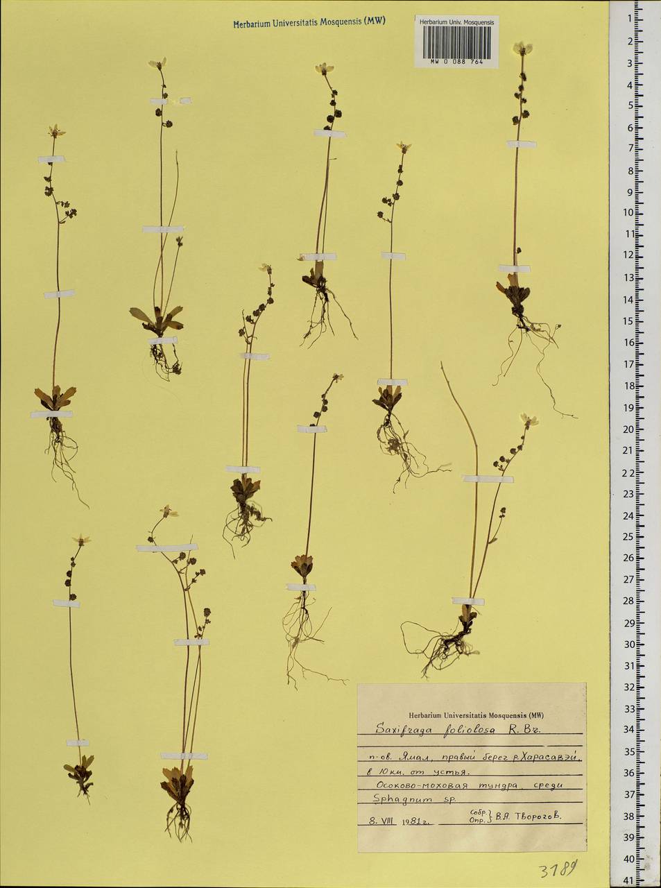 Micranthes foliolosa (R. Br.) Gornall, Siberia, Western Siberia (S1) (Russia)