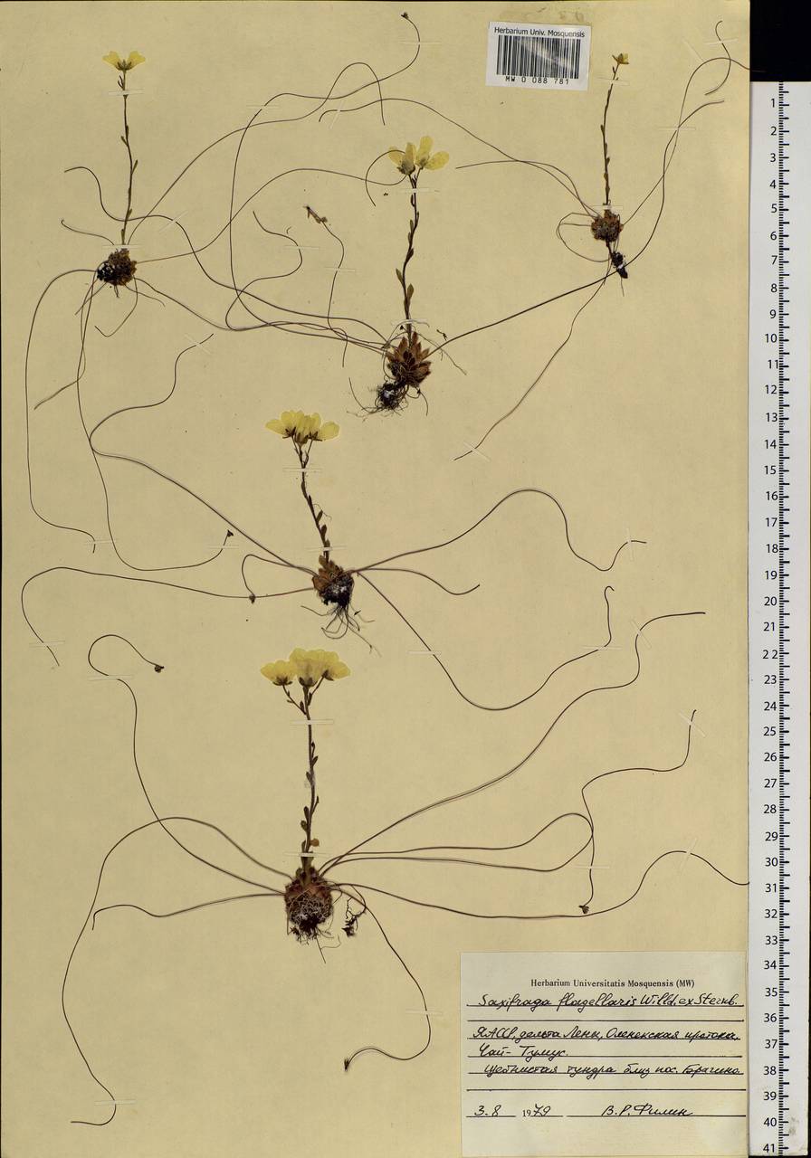 Saxifraga flagellaris, Siberia, Yakutia (S5) (Russia)