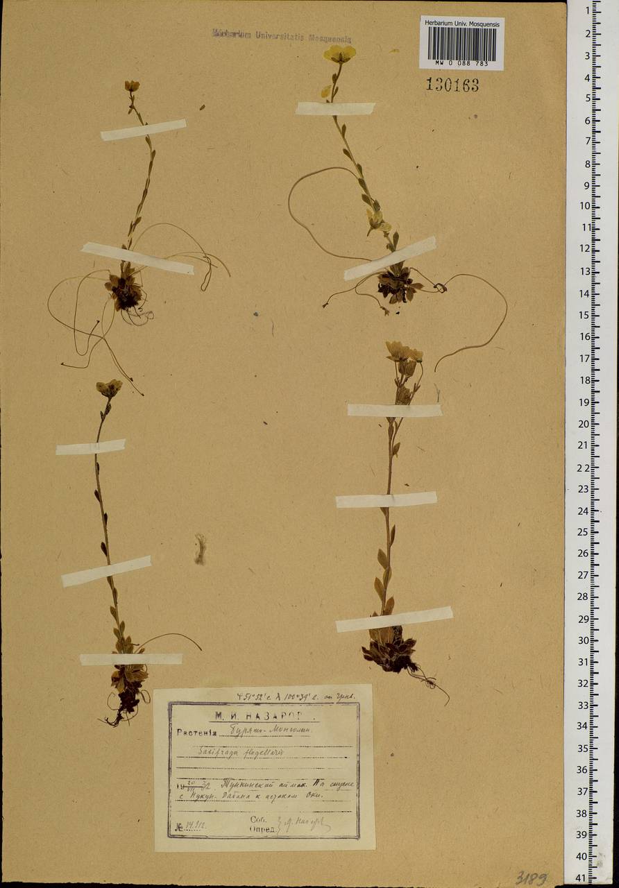 Saxifraga flagellaris, Siberia, Baikal & Transbaikal region (S4) (Russia)