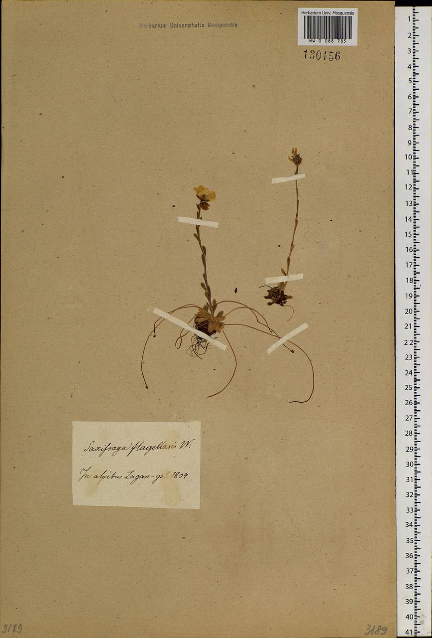 Saxifraga flagellaris, Siberia, Baikal & Transbaikal region (S4) (Russia)