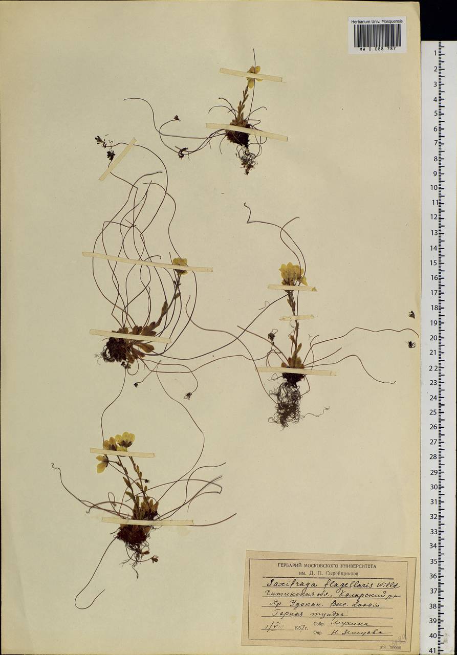 Saxifraga flagellaris Sternb. & Willd., Siberia, Baikal & Transbaikal region (S4) (Russia)