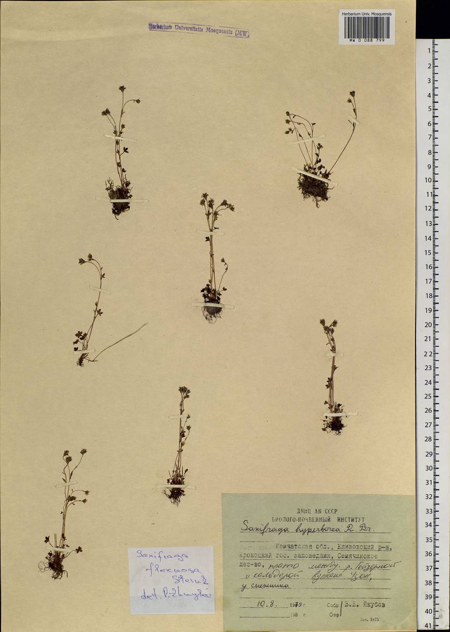 Saxifraga hyperborea R. Br., Siberia, Chukotka & Kamchatka (S7) (Russia)