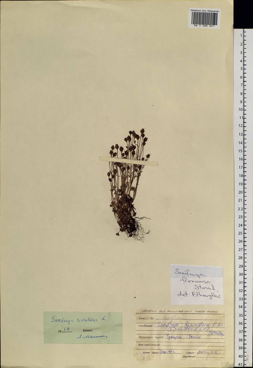 Saxifraga rivularis subsp. rivularis, Siberia, Chukotka & Kamchatka (S7) (Russia)