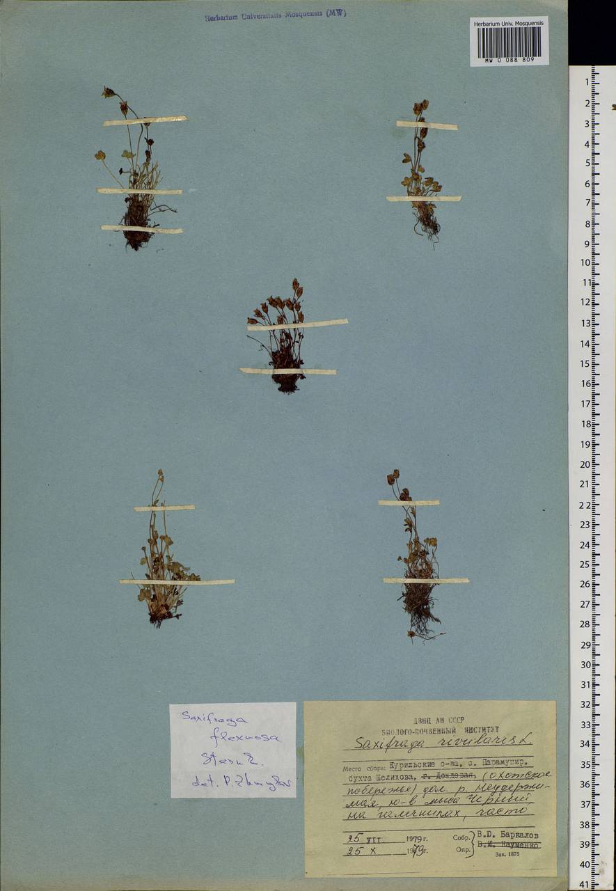 Saxifraga hyperborea R. Br., Siberia, Russian Far East (S6) (Russia)