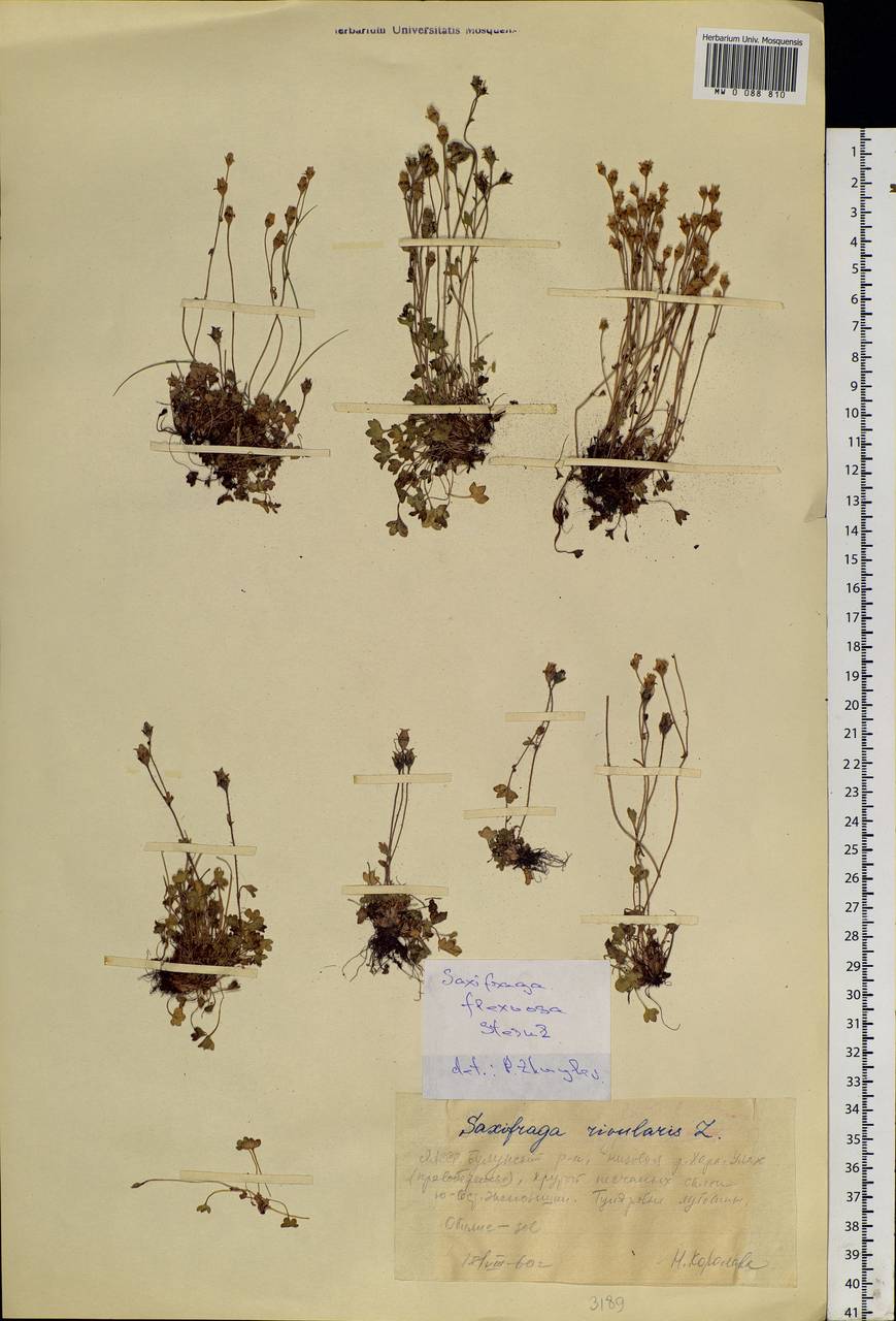 Saxifraga hyperborea R. Br., Siberia, Yakutia (S5) (Russia)