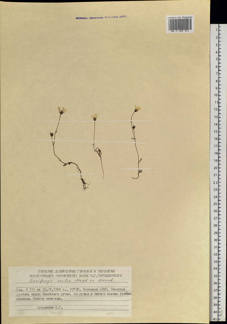 Saxifraga sibirica L., Siberia, Yakutia (S5) (Russia)