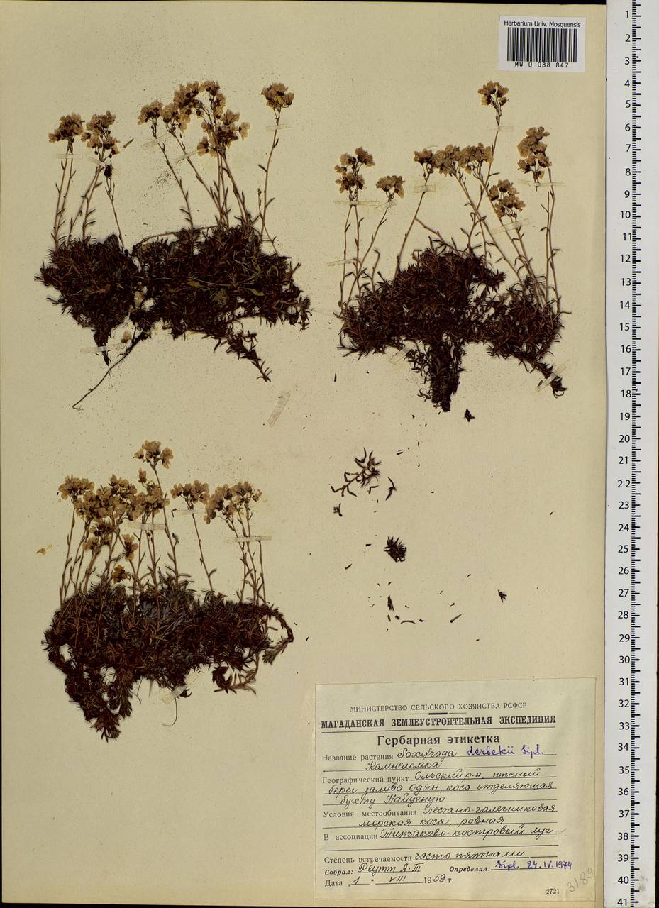 Saxifraga bronchialis subsp. bronchialis, Siberia, Chukotka & Kamchatka (S7) (Russia)