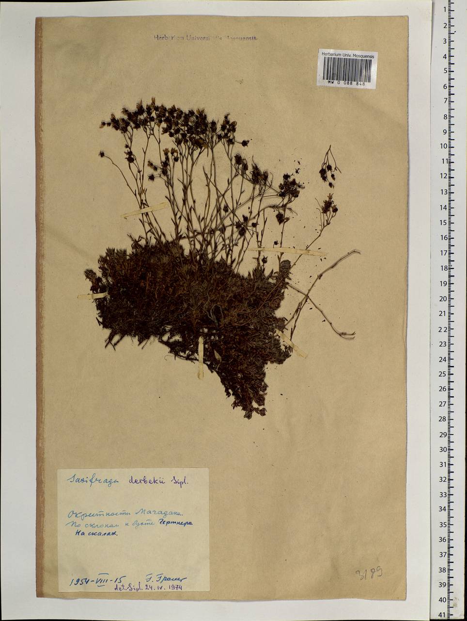 Saxifraga bronchialis subsp. bronchialis, Siberia, Chukotka & Kamchatka (S7) (Russia)