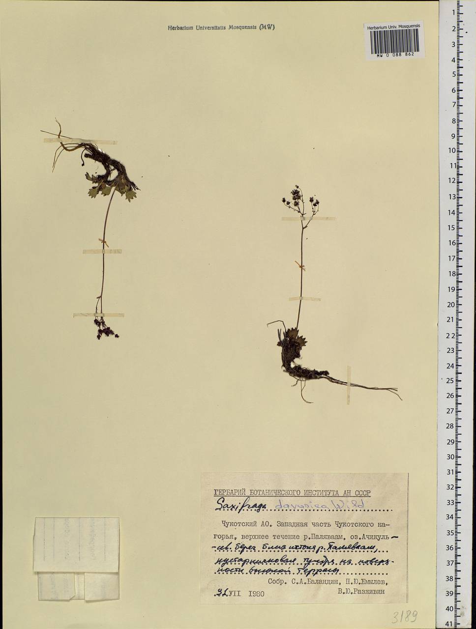 Micranthes davurica (Willd.) Small, Siberia, Chukotka & Kamchatka (S7) (Russia)