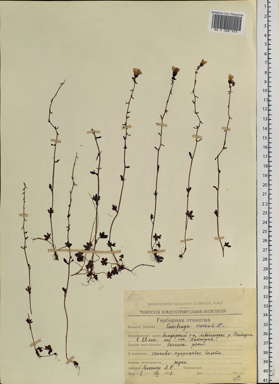 Saxifraga cernua L., Siberia, Chukotka & Kamchatka (S7) (Russia)