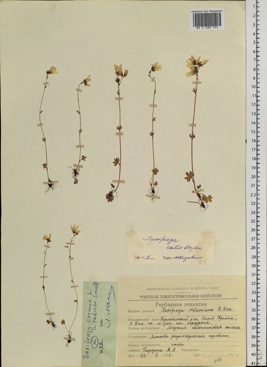 Saxifraga cernua L., Siberia, Chukotka & Kamchatka (S7) (Russia)