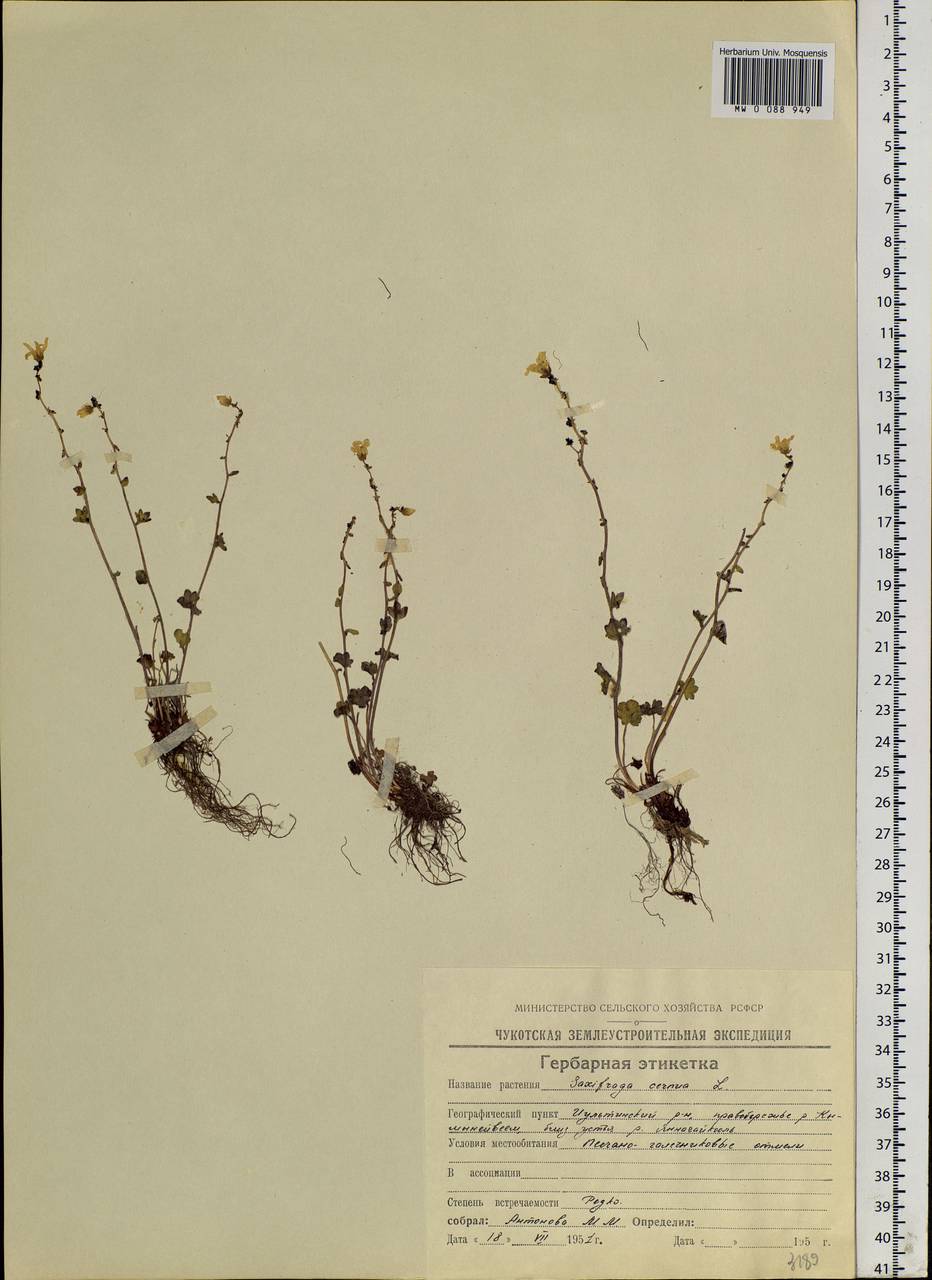 Saxifraga cernua L., Siberia, Chukotka & Kamchatka (S7) (Russia)