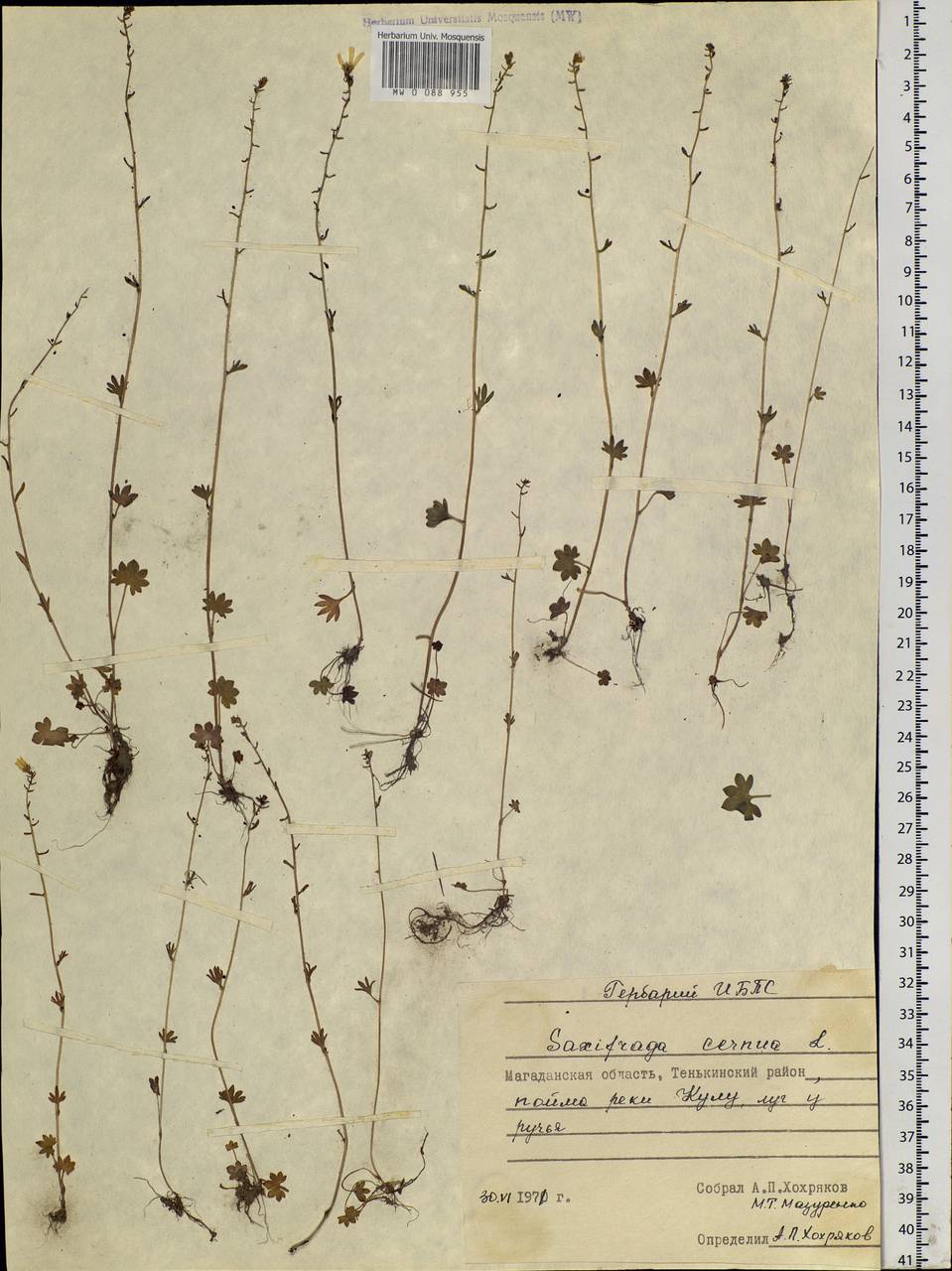 Saxifraga cernua L., Siberia, Chukotka & Kamchatka (S7) (Russia)