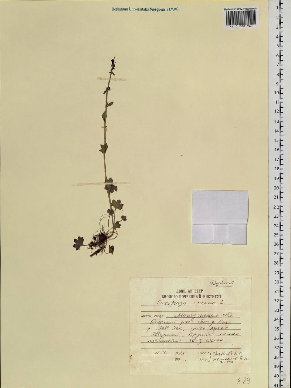 Saxifraga cernua L., Siberia, Chukotka & Kamchatka (S7) (Russia)