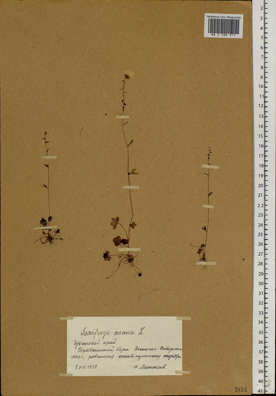 Saxifraga cernua L., Siberia, Chukotka & Kamchatka (S7) (Russia)