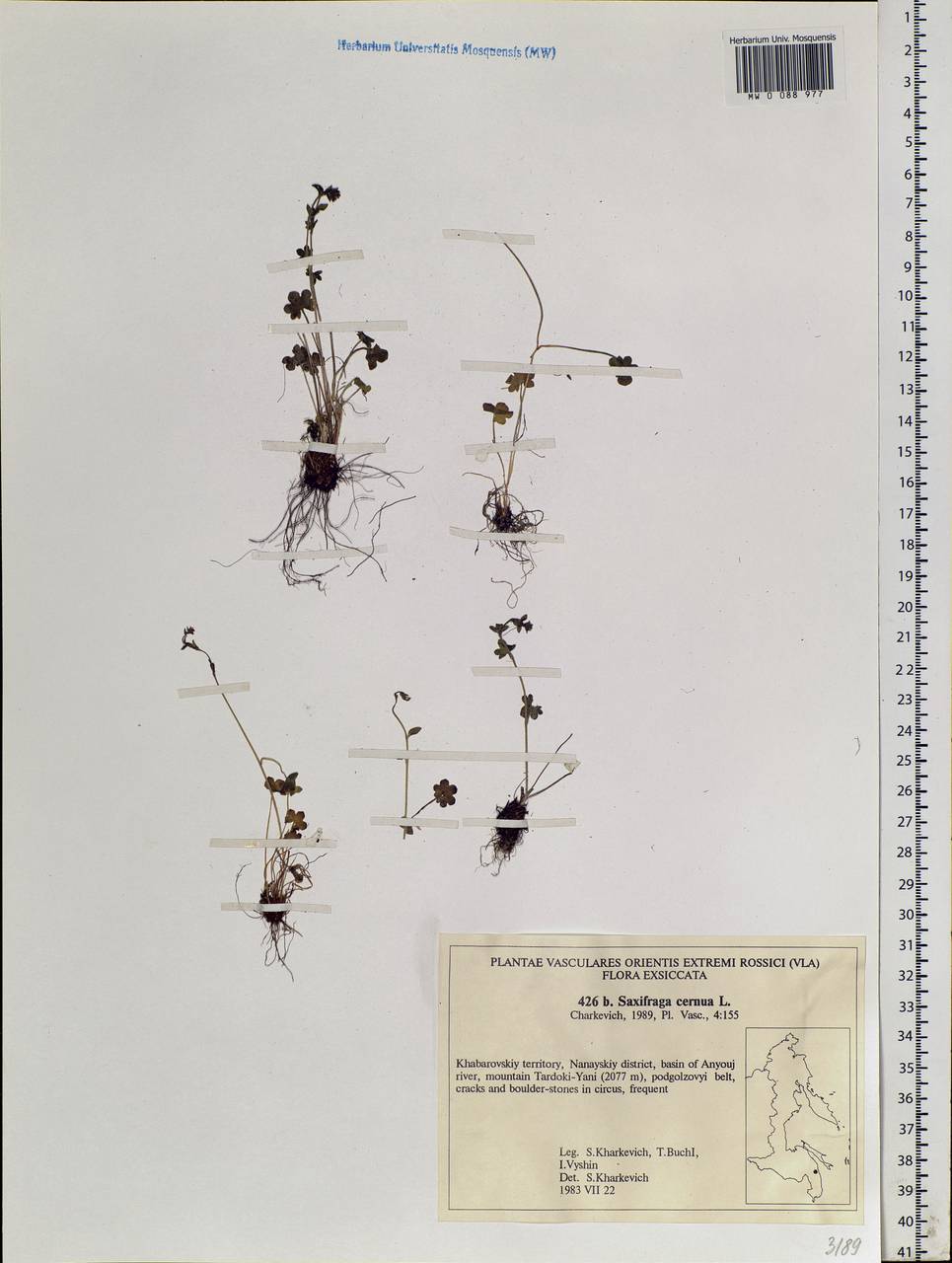 Saxifraga cernua L., Siberia, Russian Far East (S6) (Russia)