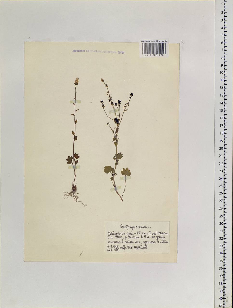 Saxifraga cernua L., Siberia, Russian Far East (S6) (Russia)