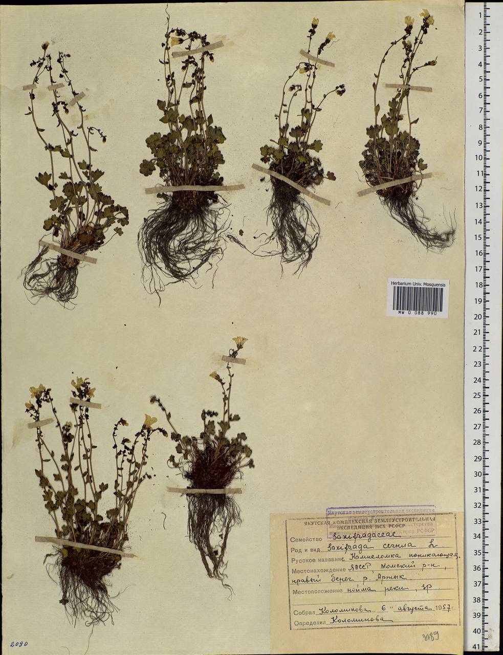 Saxifraga cernua L., Siberia, Yakutia (S5) (Russia)