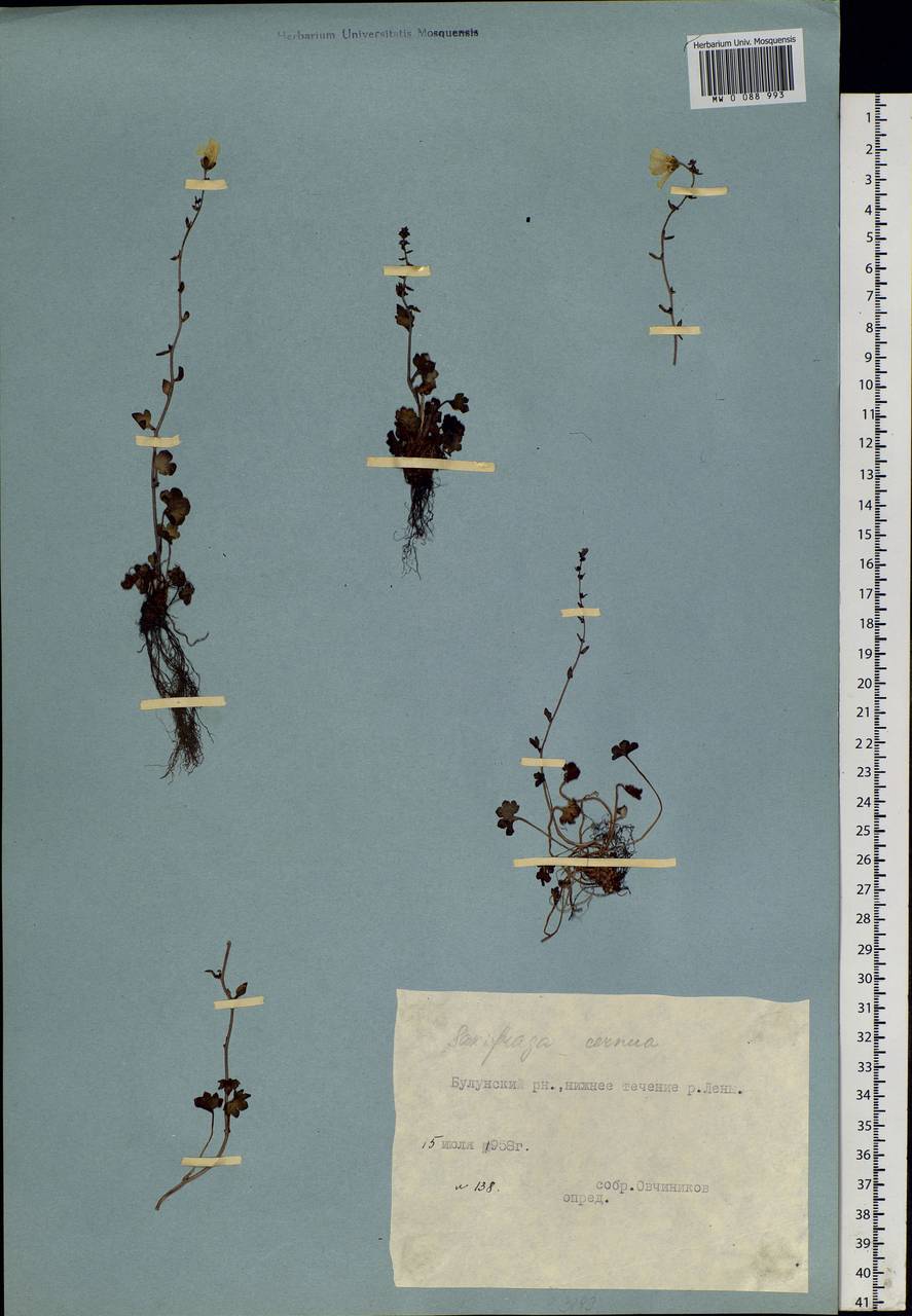 Saxifraga cernua L., Siberia, Yakutia (S5) (Russia)