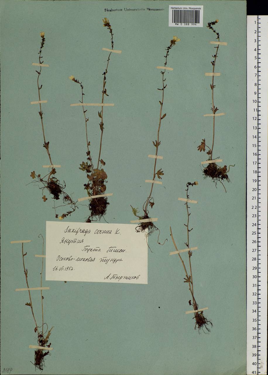 Saxifraga cernua L., Siberia, Yakutia (S5) (Russia)