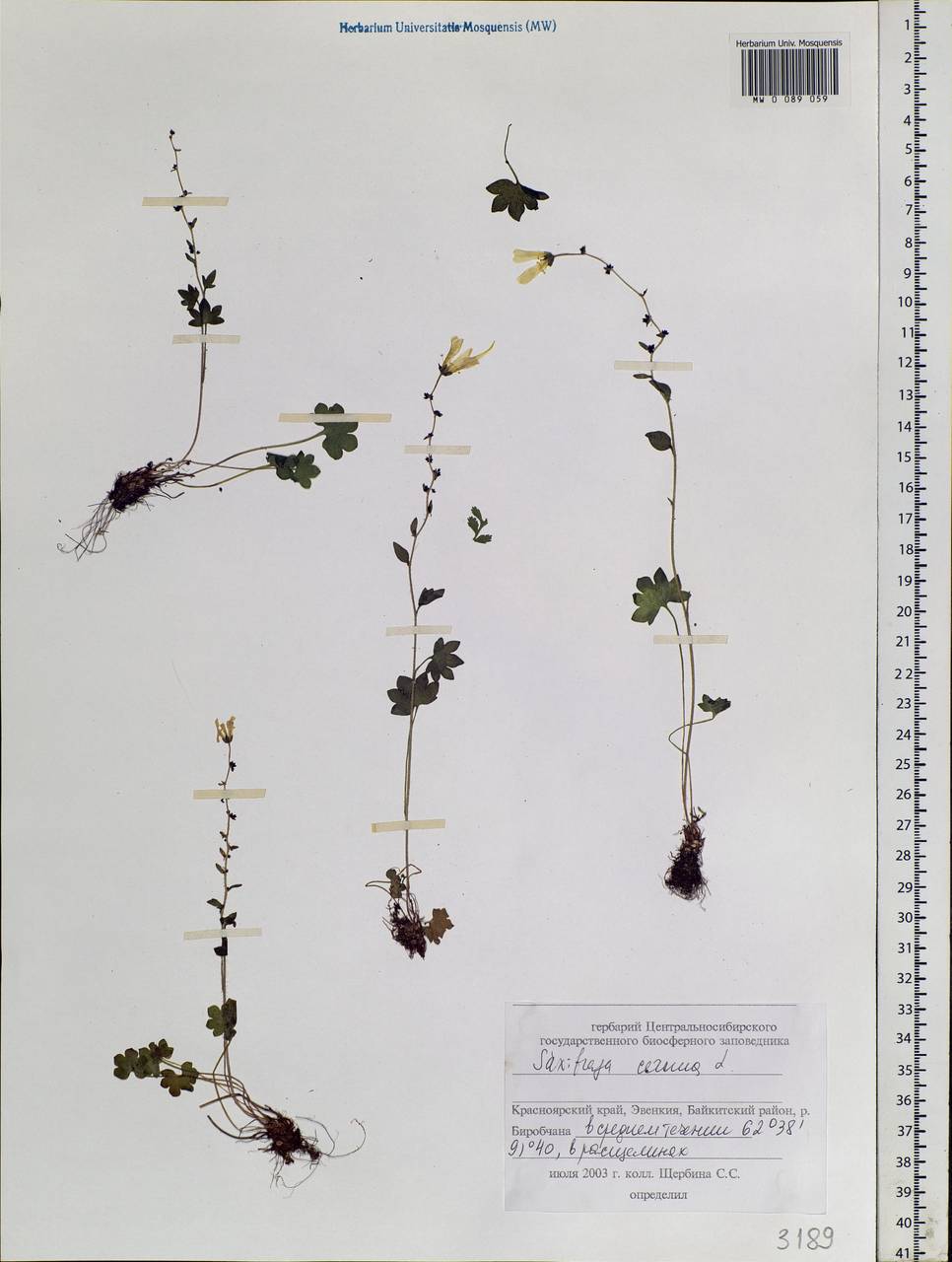 Saxifraga cernua L., Siberia, Central Siberia (S3) (Russia)