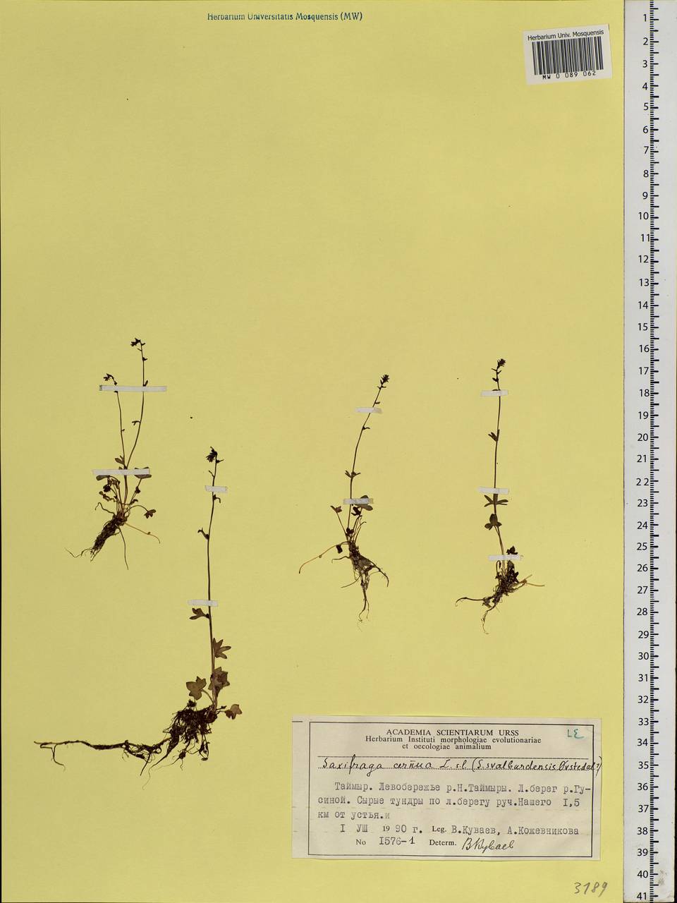 Saxifraga cernua L., Siberia, Central Siberia (S3) (Russia)