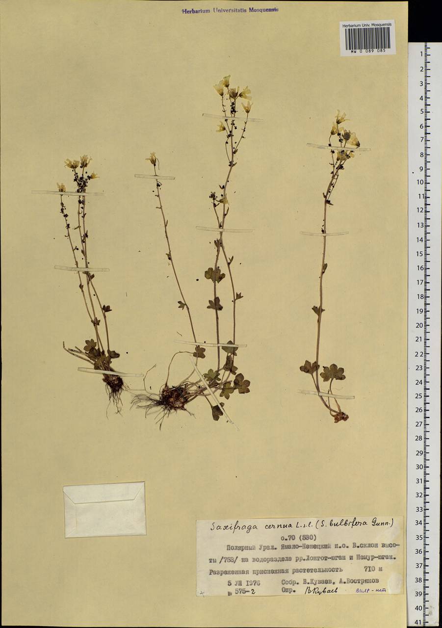 Saxifraga cernua L., Siberia, Western Siberia (S1) (Russia)