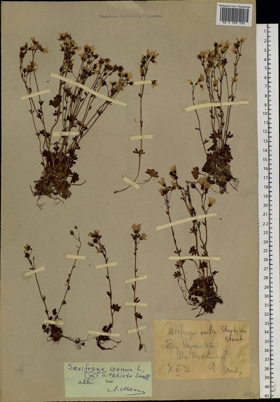 Saxifraga cernua L., Siberia, Western Siberia (S1) (Russia)