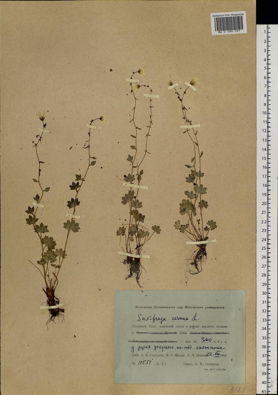 Saxifraga cernua L., Siberia, Western Siberia (S1) (Russia)