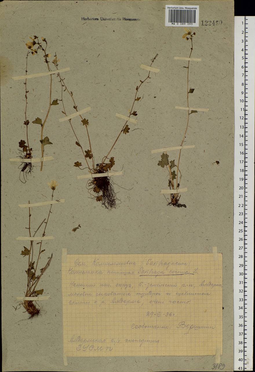 Saxifraga cernua L., Eastern Europe, Northern region (E1) (Russia)