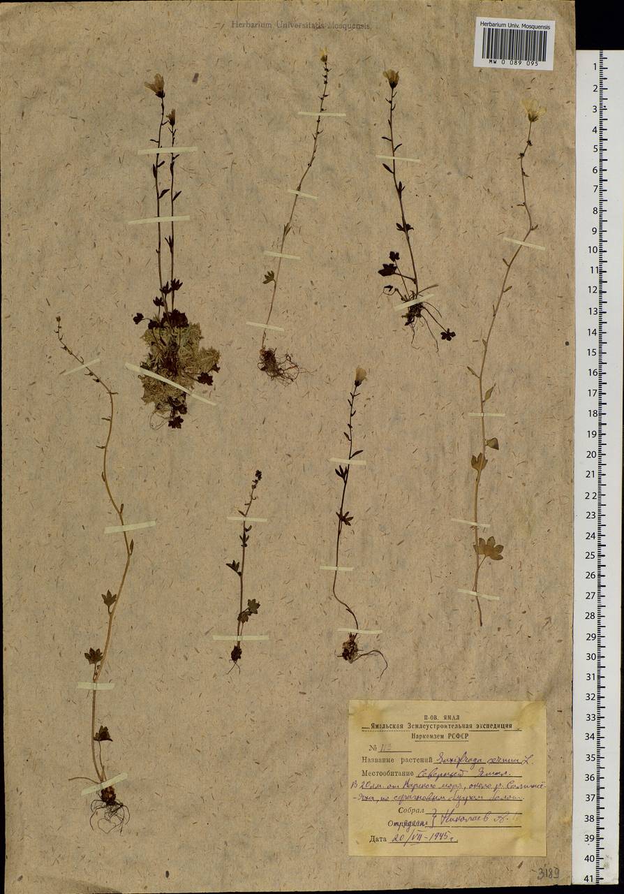 Saxifraga cernua L., Siberia, Western Siberia (S1) (Russia)