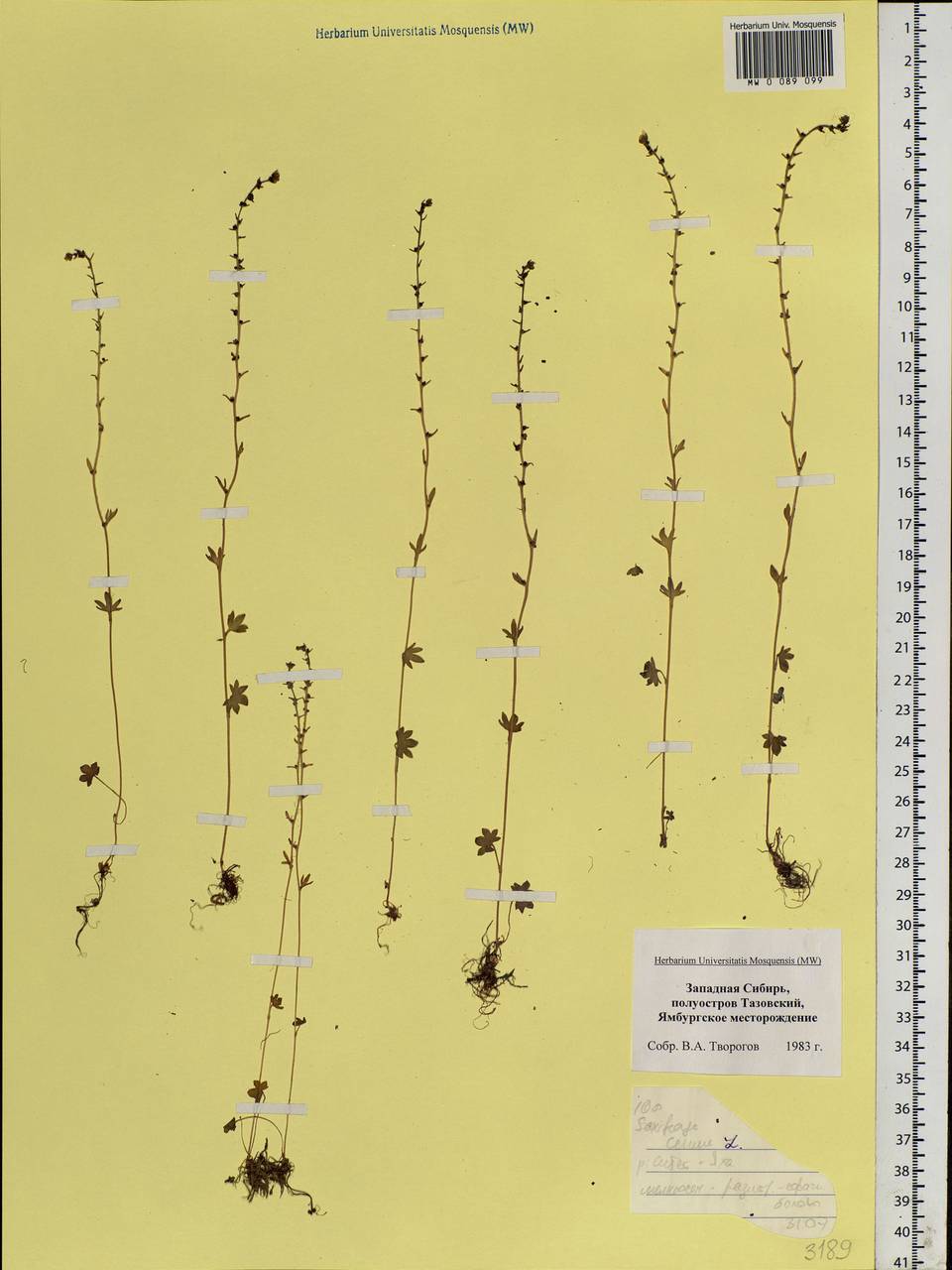 Saxifraga cernua L., Siberia, Western Siberia (S1) (Russia)