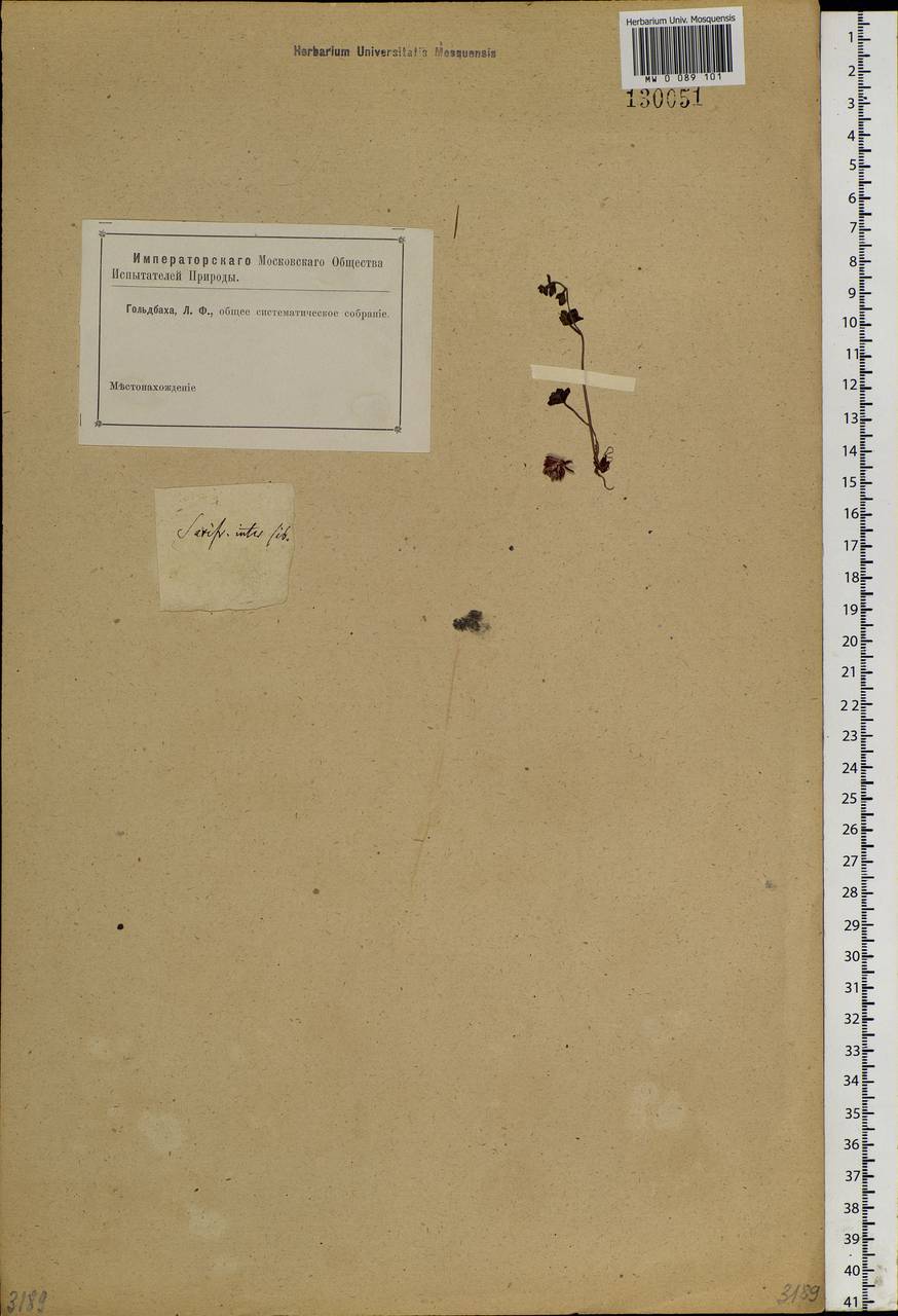 Saxifraga cernua L., Siberia (no precise locality) (S0) (Russia)