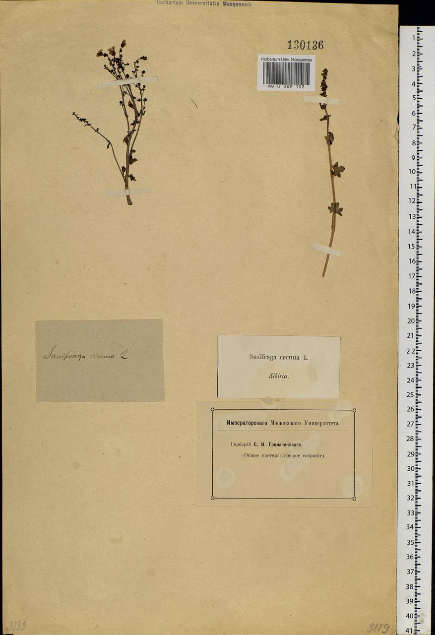 Saxifraga cernua L., Siberia (no precise locality) (S0) (Russia)