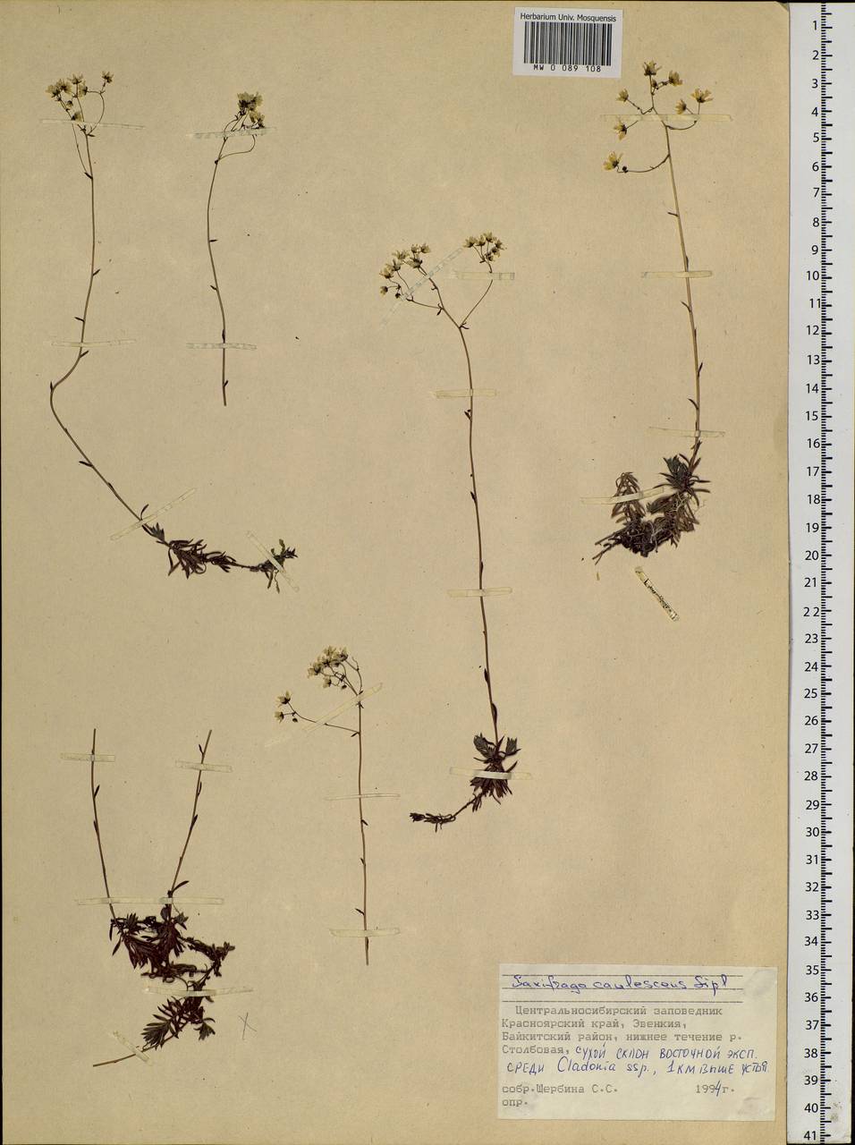 Saxifraga bronchialis subsp. bronchialis, Siberia, Central Siberia (S3) (Russia)